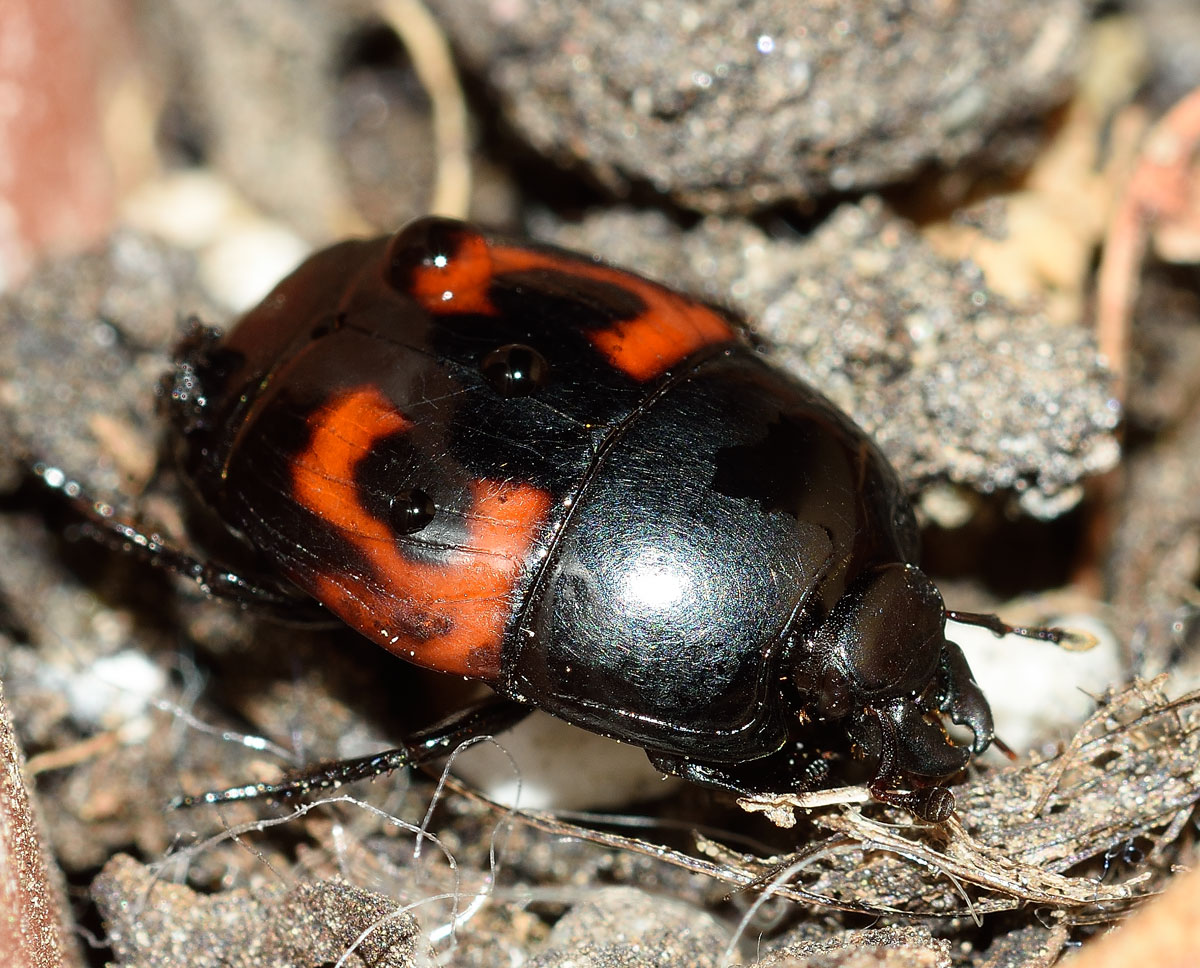 Hister quadrimaculatus, Histeridae