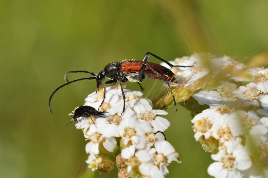 Pseudovadonia livida ssp. livida / Stenurella bifasciata