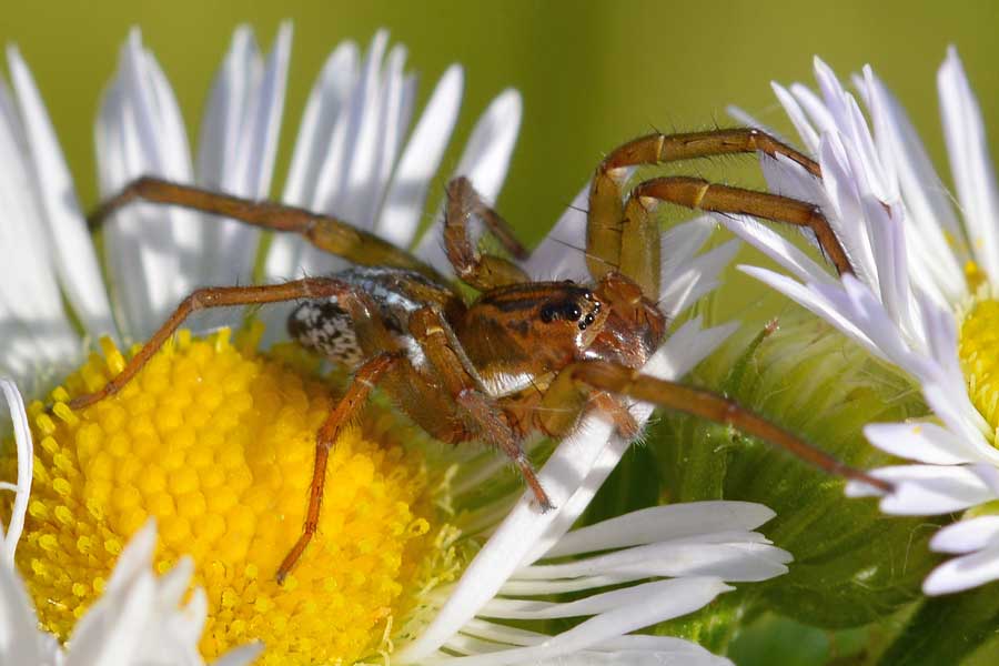 Pirata sp. - Novara