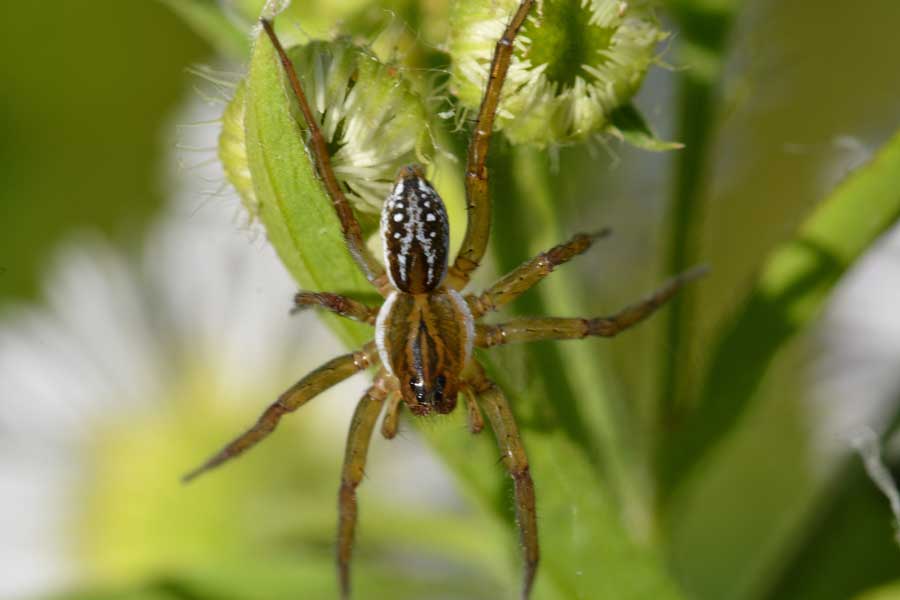 Pirata sp. - Novara