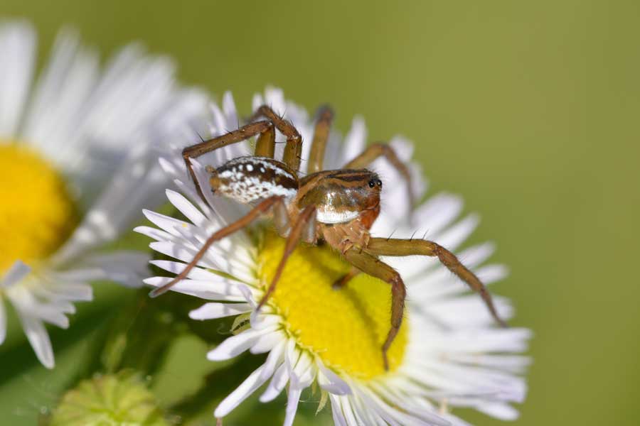 Pirata sp. - Novara