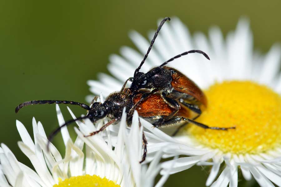 Pseudovadonia livida ssp. livida / Stenurella bifasciata