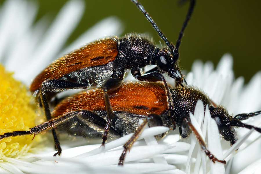 Pseudovadonia livida ssp. livida / Stenurella bifasciata