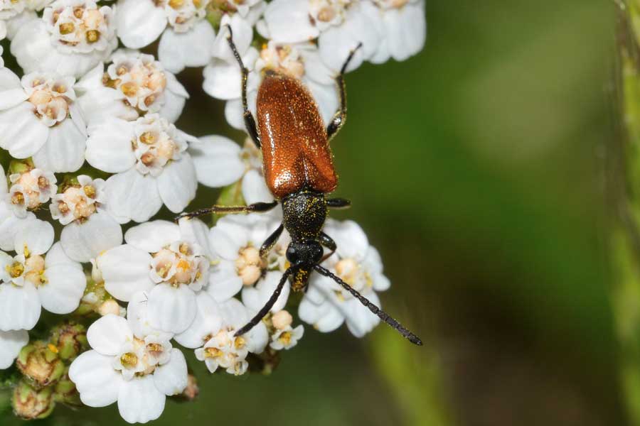 Pseudovadonia livida ssp. livida / Stenurella bifasciata