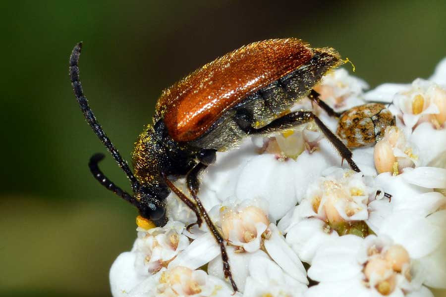 Pseudovadonia livida ssp. livida / Stenurella bifasciata