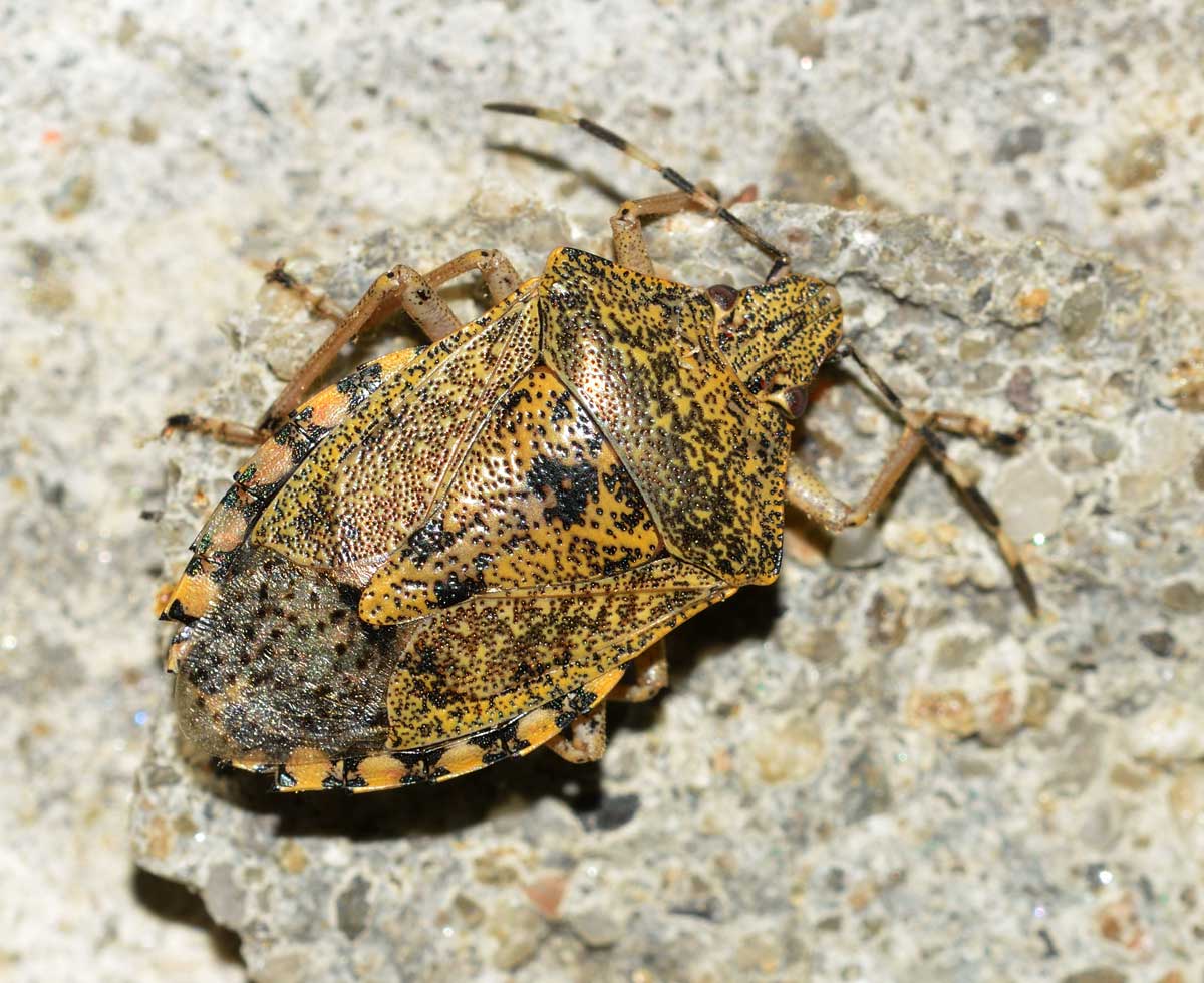 Pentatomidae: Rhaphigaster nebulosa del Piemonte (NO)