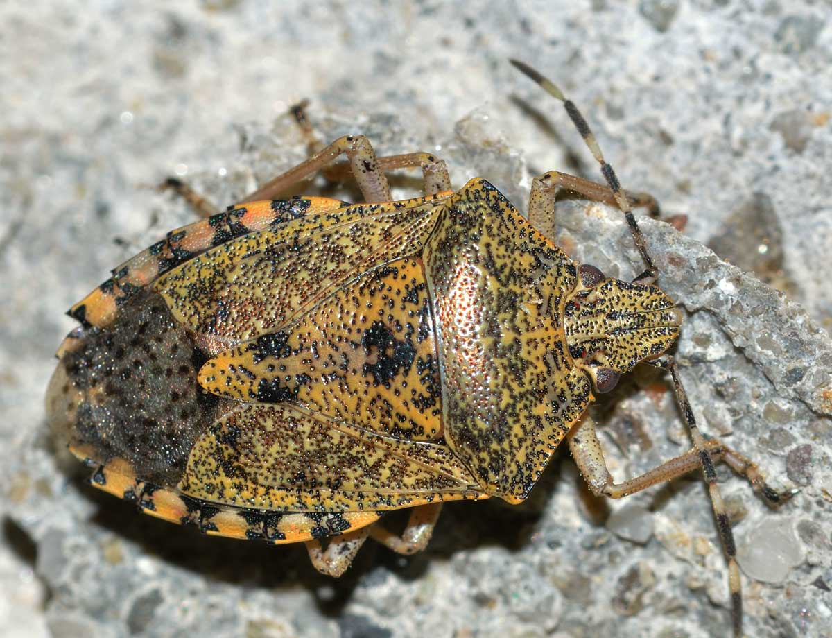 Pentatomidae: Rhaphigaster nebulosa del Piemonte (NO)