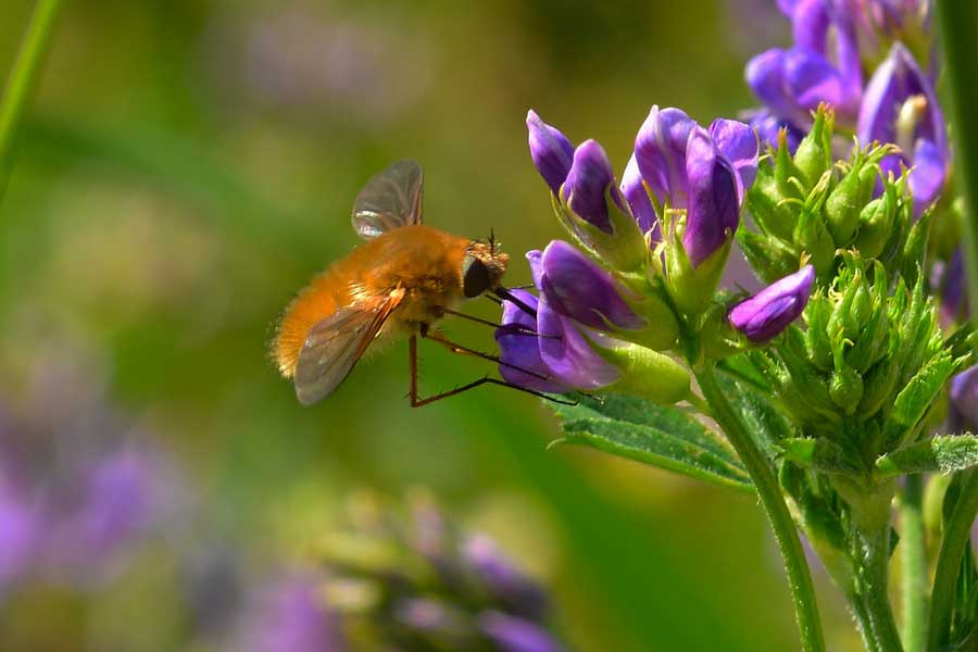 Bombilidae