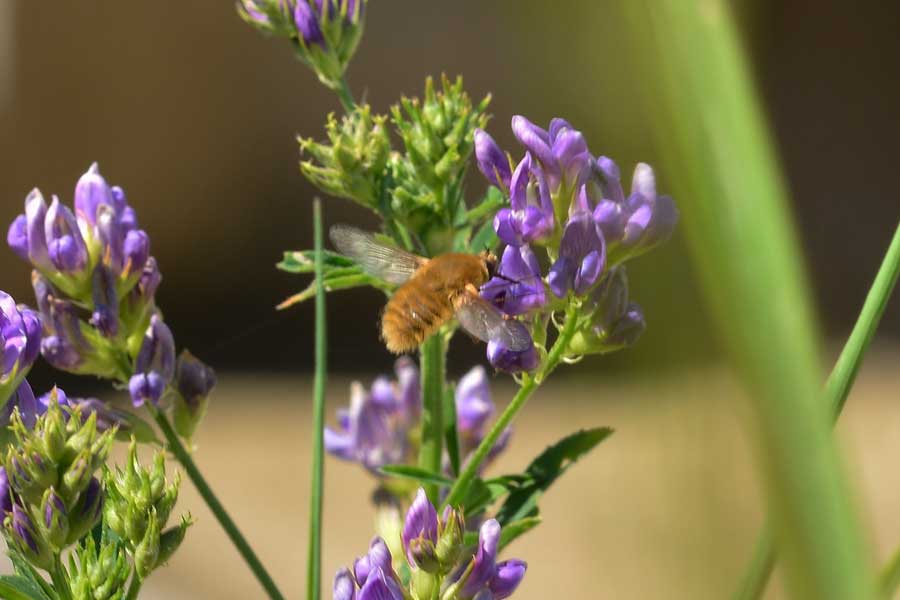 Bombilidae