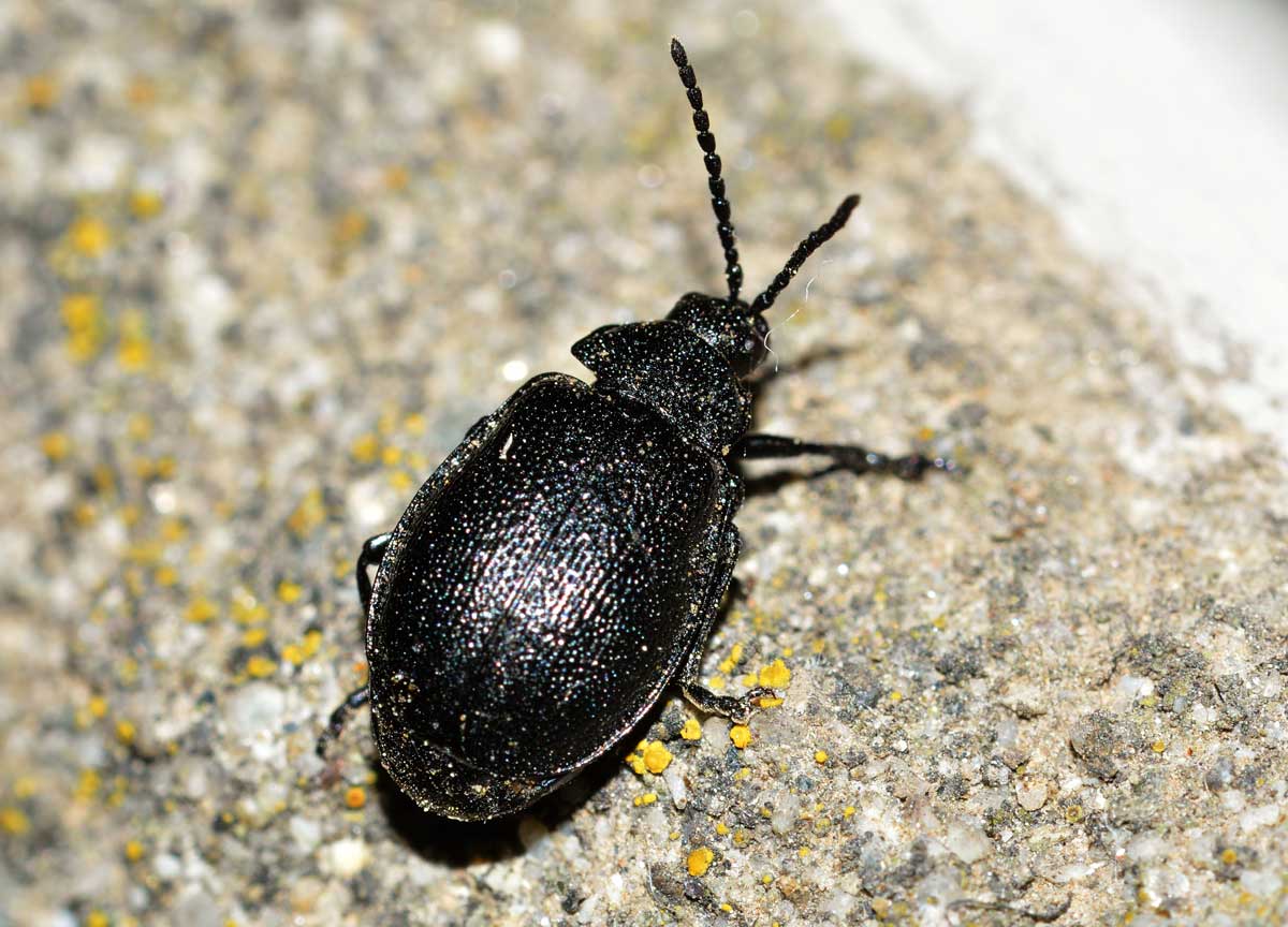 Galeruca tanaceti, maschio, Chrysomelidae