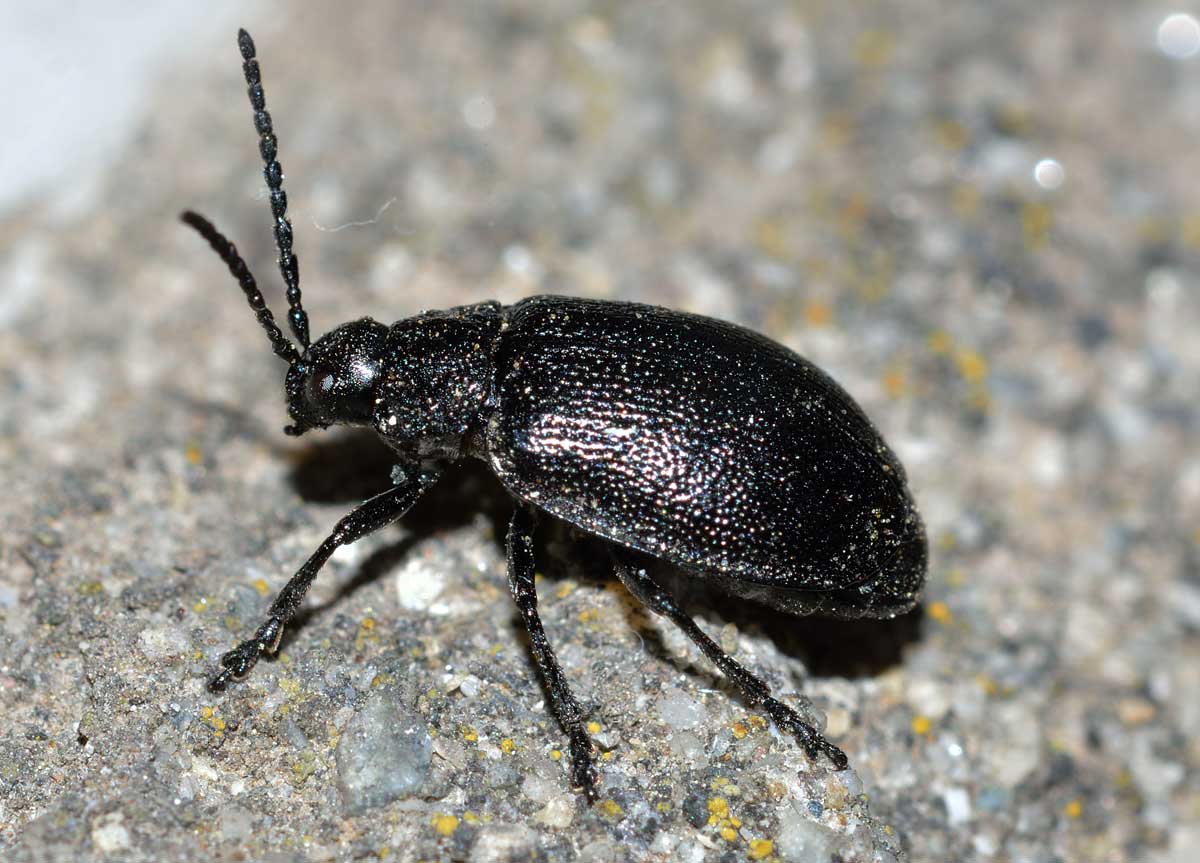 Galeruca tanaceti, maschio, Chrysomelidae