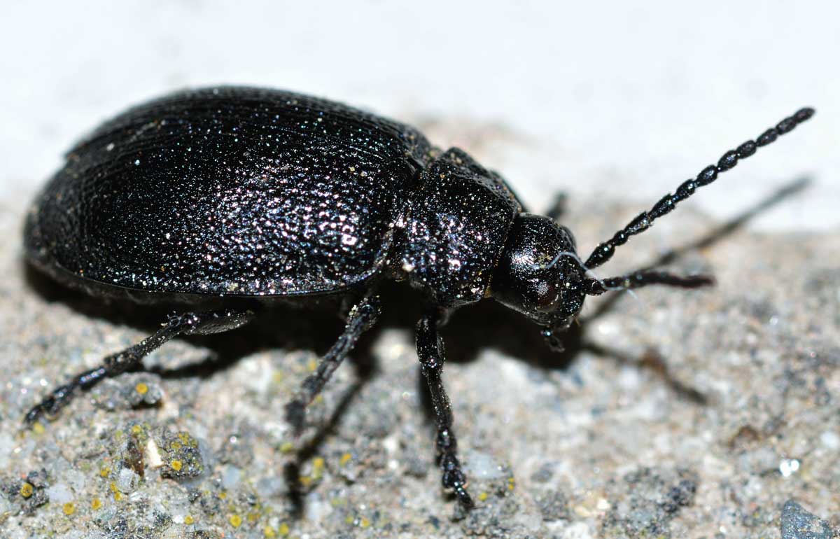 Galeruca tanaceti, maschio, Chrysomelidae