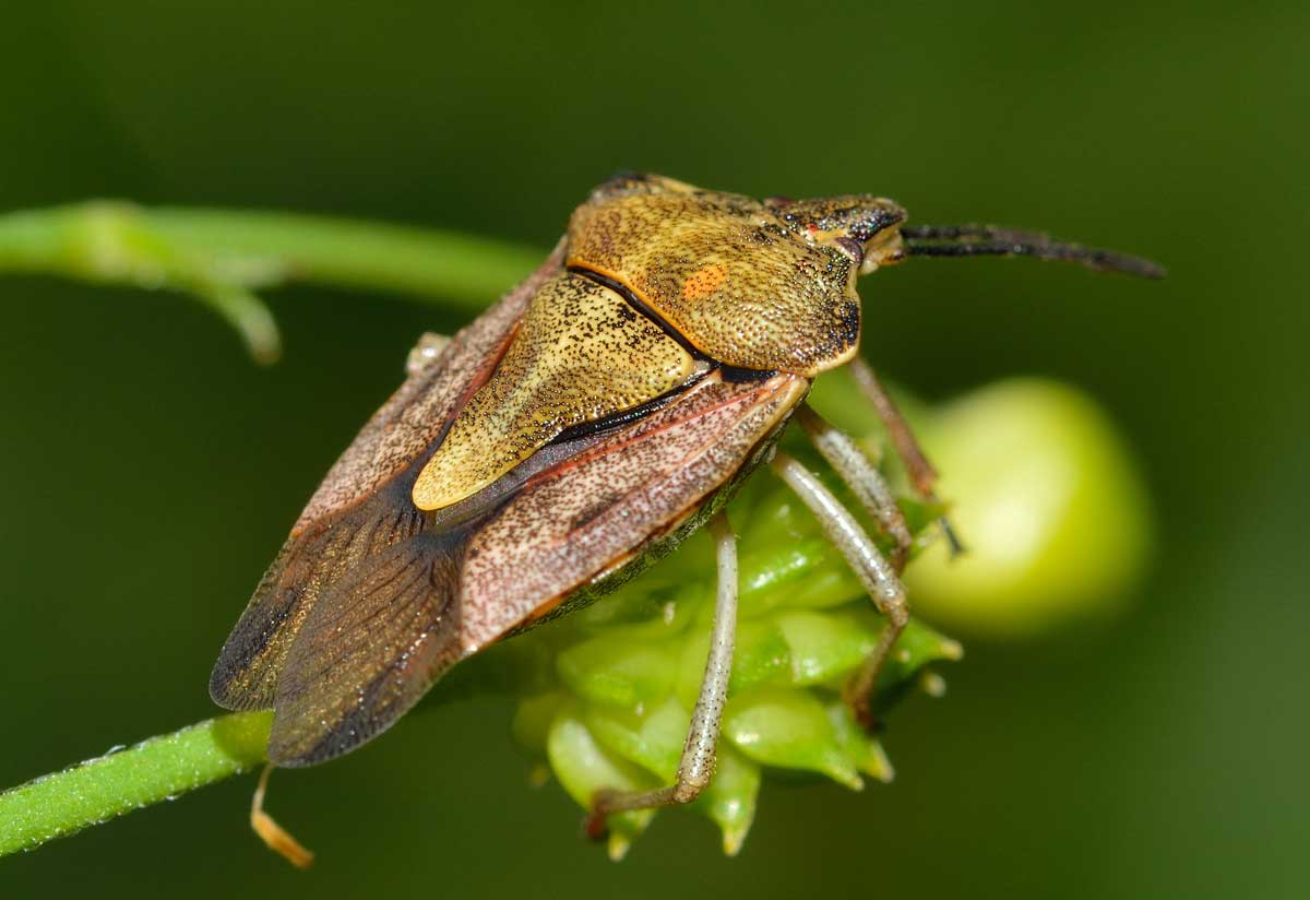 Pentatomidae; Carpocoris pudicus del Piemonte (NO)