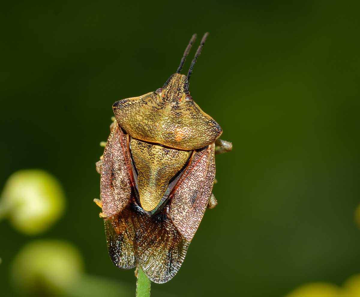 Pentatomidae; Carpocoris pudicus del Piemonte (NO)