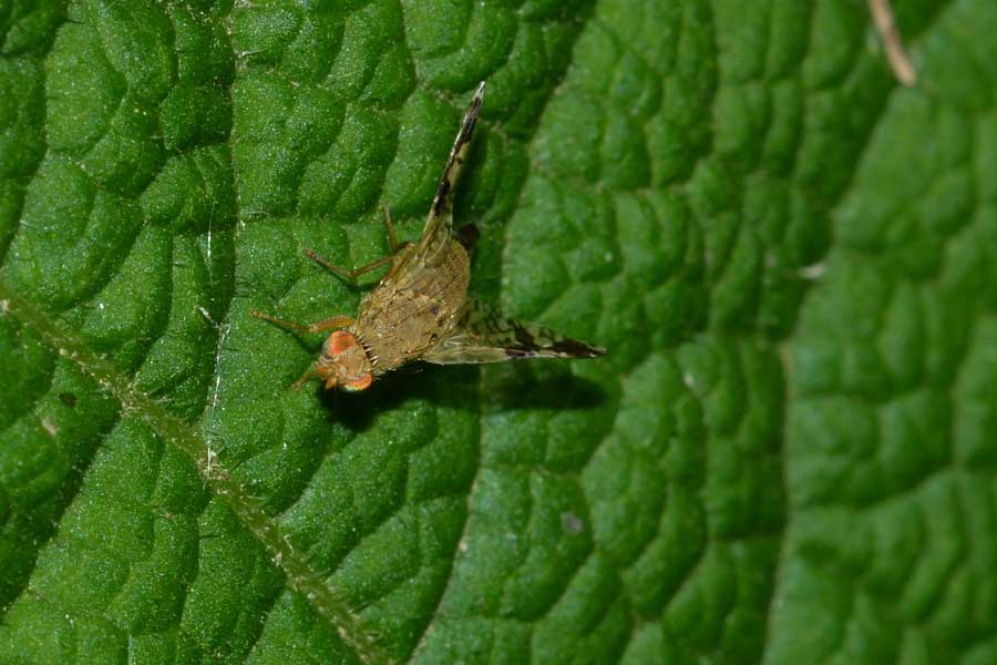 Femmine e maschio di Tephritis bardanae (Tephritidae)