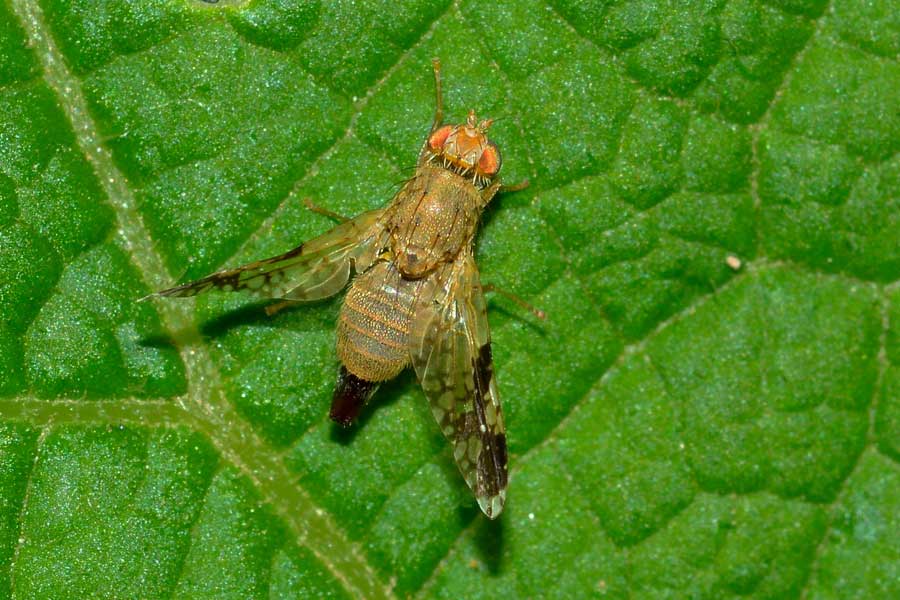 Femmine e maschio di Tephritis bardanae (Tephritidae)