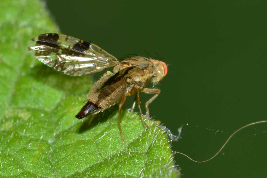 Femmine e maschio di Tephritis bardanae (Tephritidae)