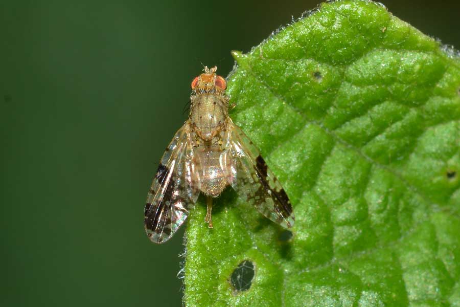 Femmine e maschio di Tephritis bardanae (Tephritidae)