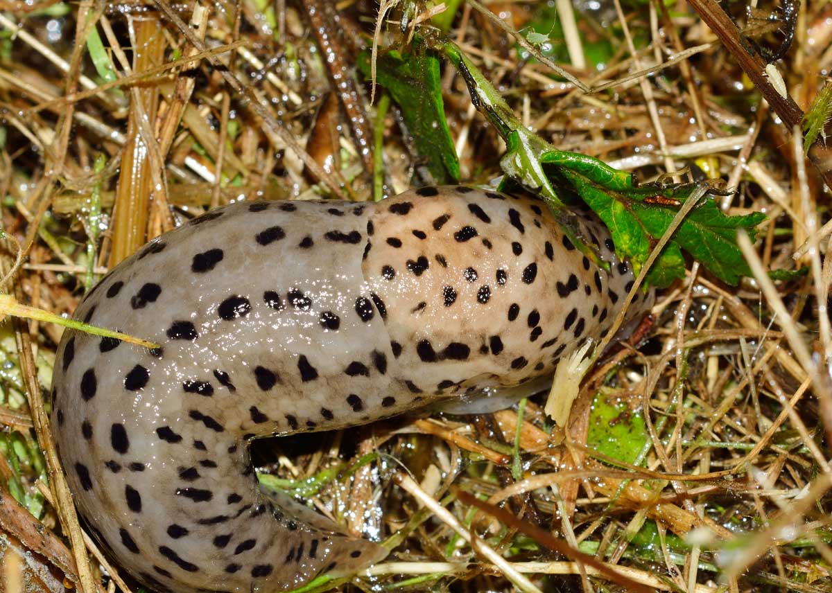 Limax maximus (?) della campagna Novarese