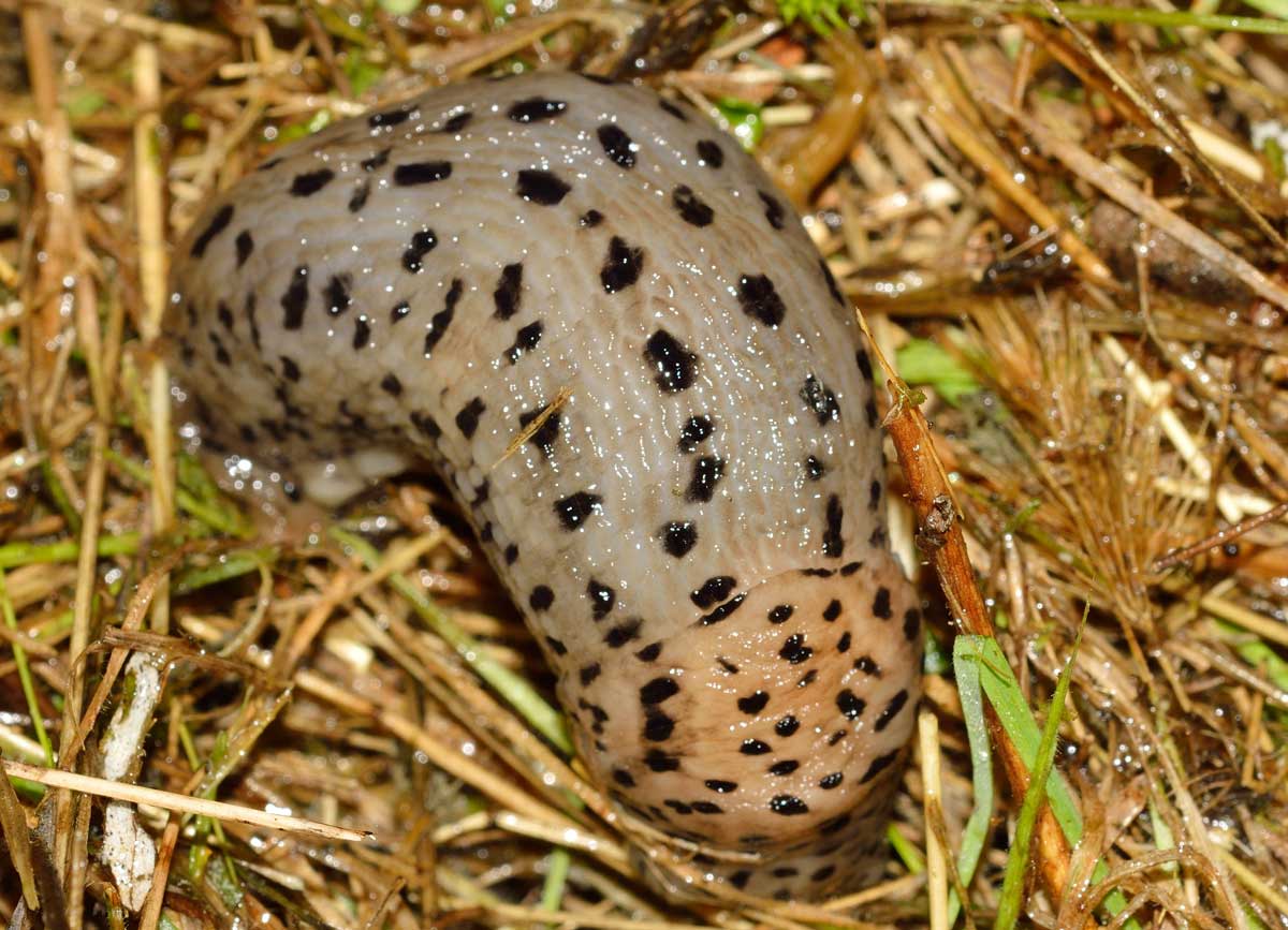 Limax maximus (?) della campagna Novarese