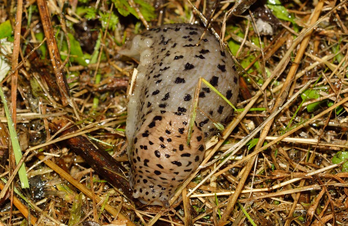 Limax maximus (?) della campagna Novarese