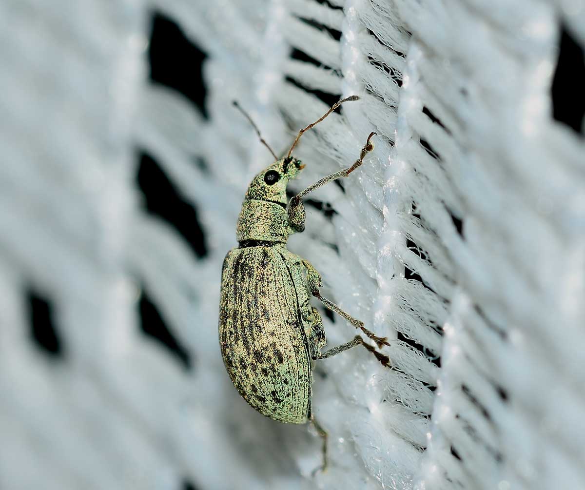 Curculionidae: Polydrusus cervinus