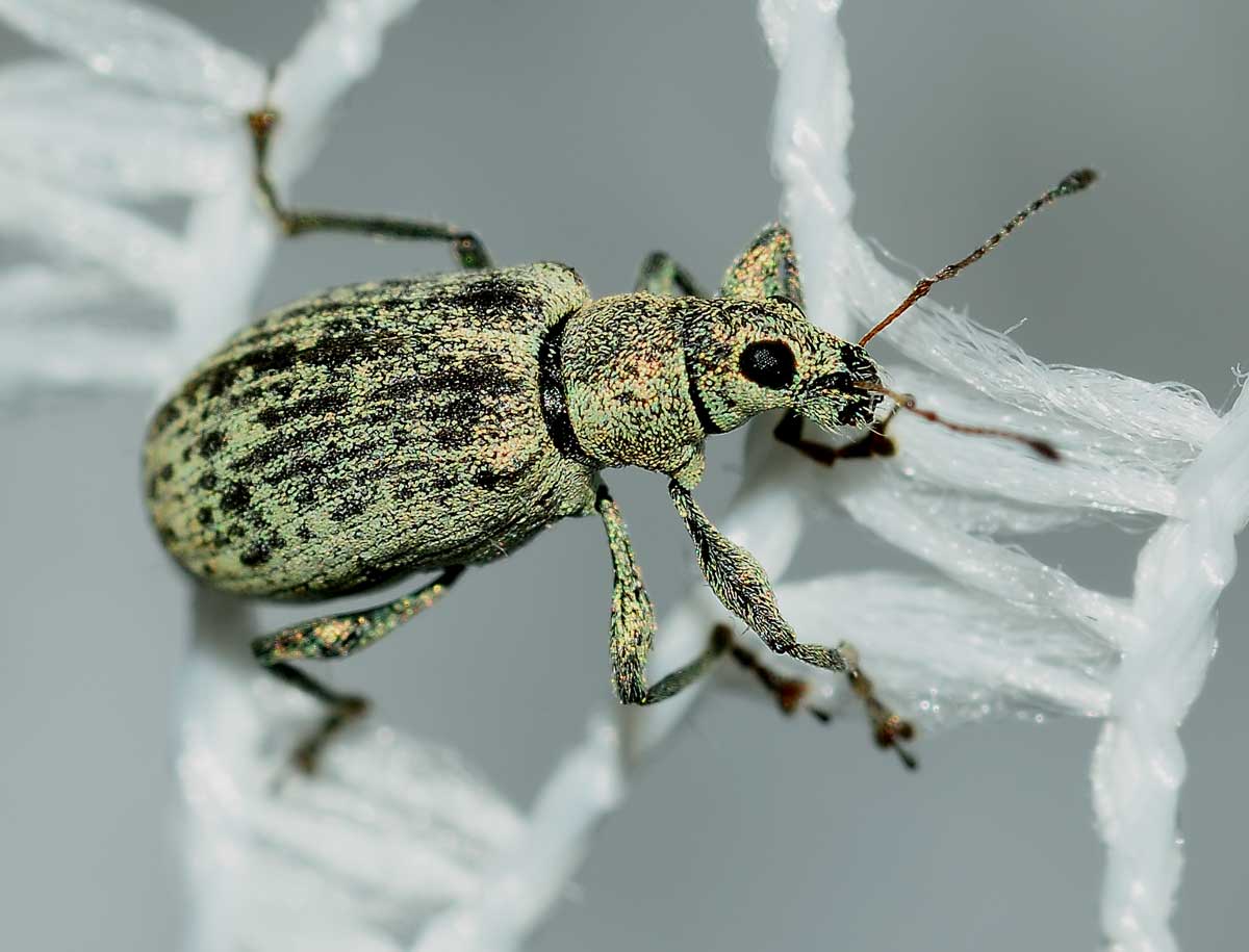 Curculionidae: Polydrusus cervinus