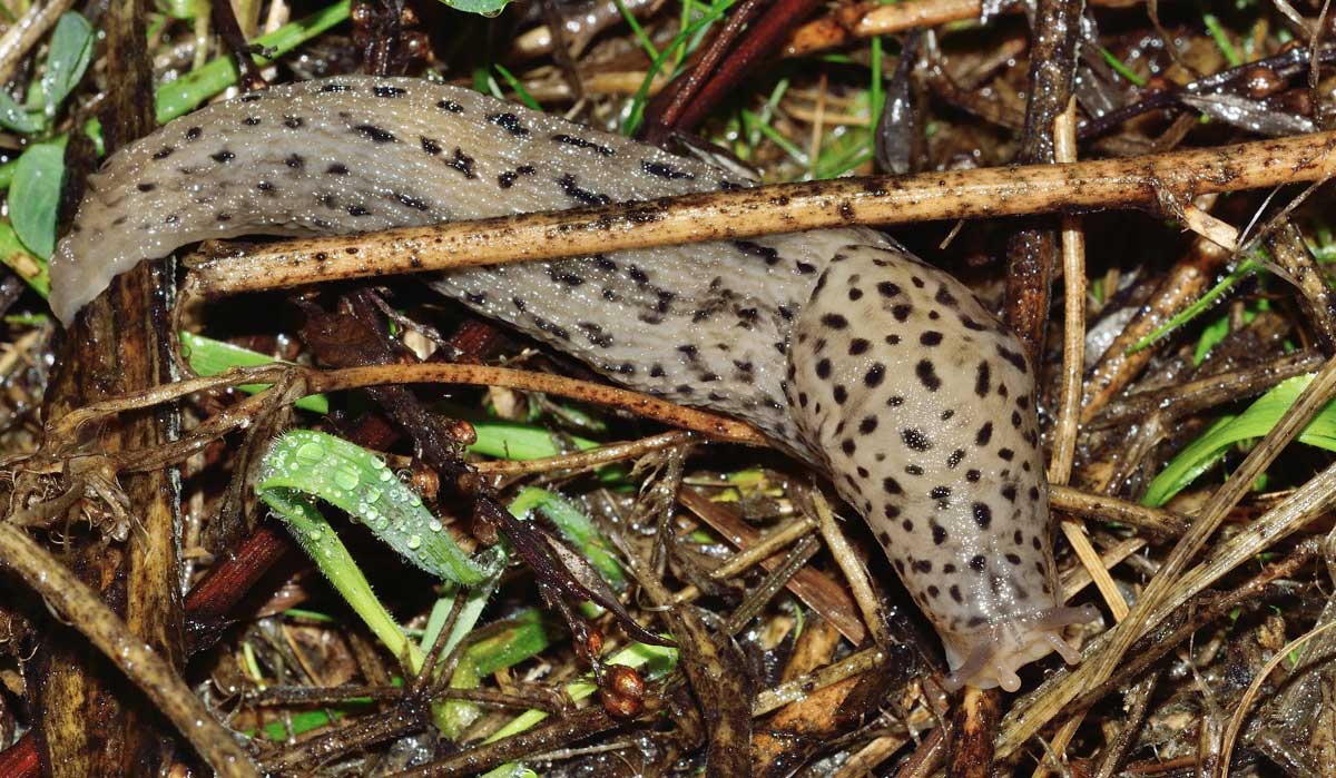 Limax maximus (?) della campagna Novarese