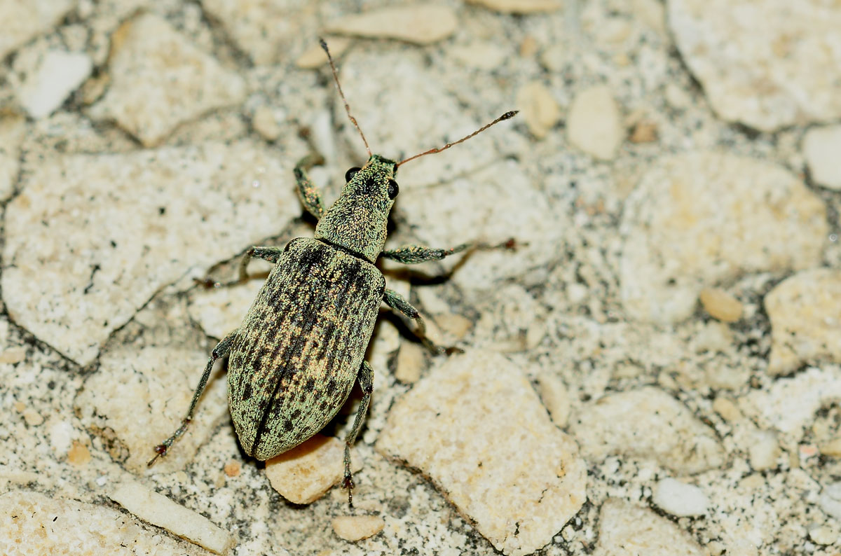 Curculionidae: Polydrusus cervinus