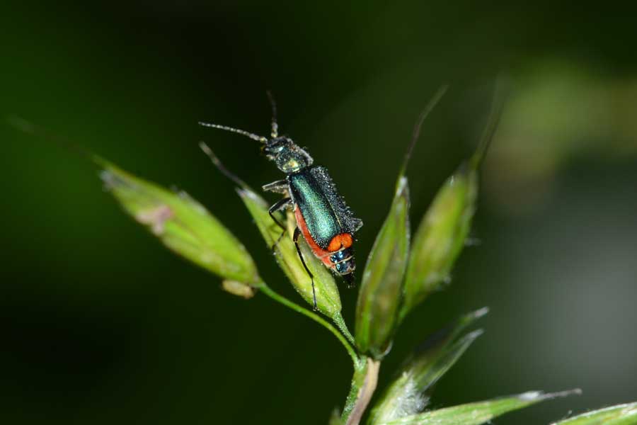 Da identificare - Malachius cf. bipustulatus (Malachiidae)