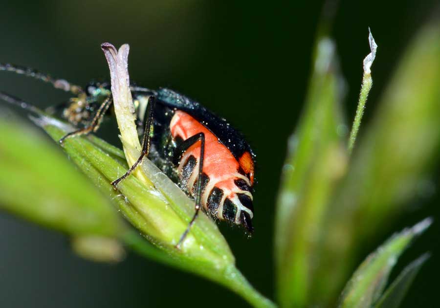 Da identificare - Malachius cf. bipustulatus (Malachiidae)