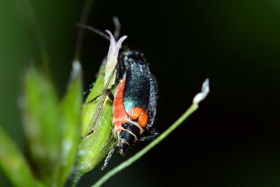 Da identificare - Malachius cf. bipustulatus (Malachiidae)