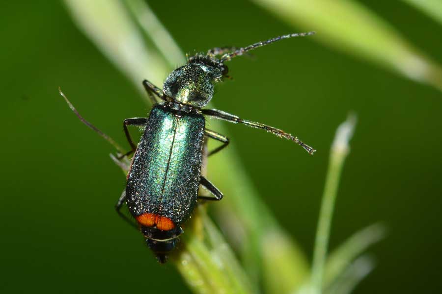 Da identificare - Malachius cf. bipustulatus (Malachiidae)