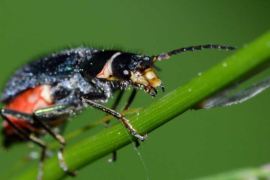 Da identificare - Malachius cf. bipustulatus (Malachiidae)