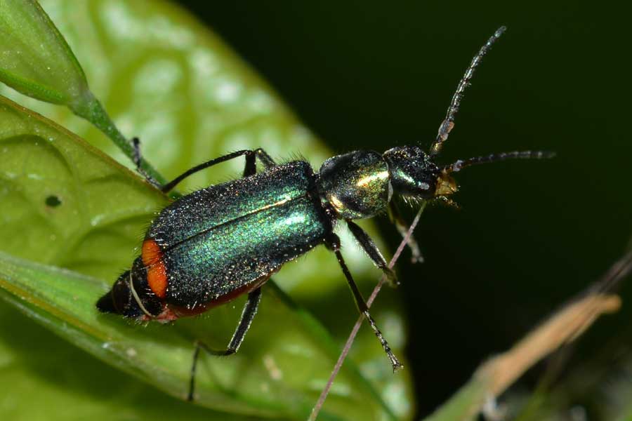 Da identificare - Malachius cf. bipustulatus (Malachiidae)