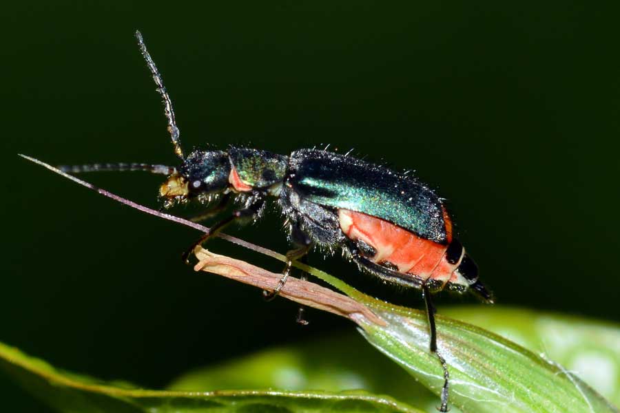 Da identificare - Malachius cf. bipustulatus (Malachiidae)