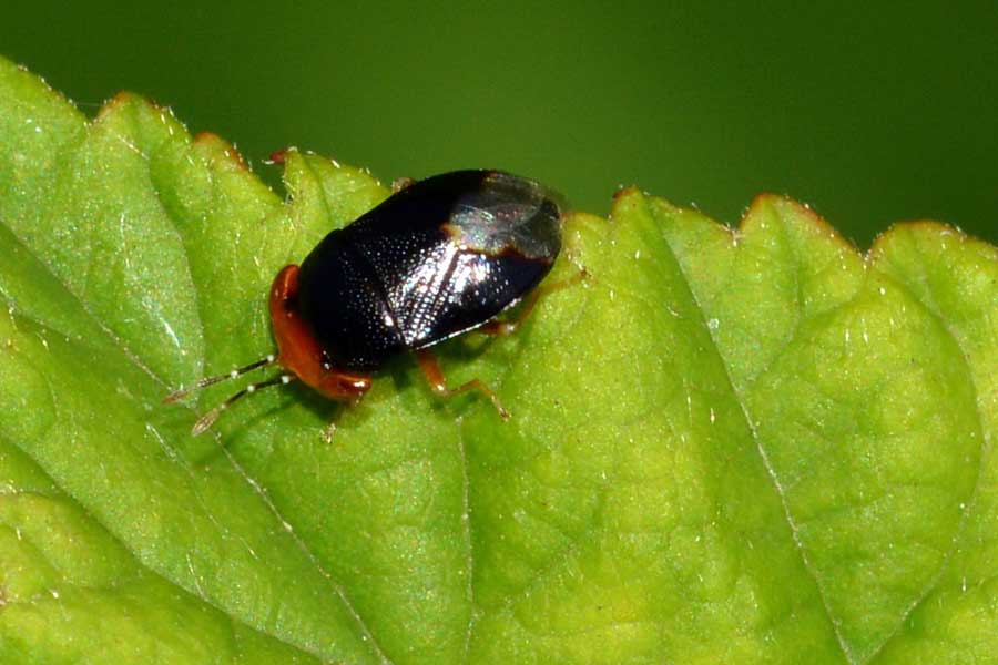 Da identificare - Geocoris erythrocephalus (Lygaeidae)