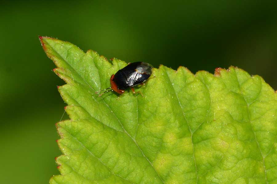 Da identificare - Geocoris erythrocephalus (Lygaeidae)