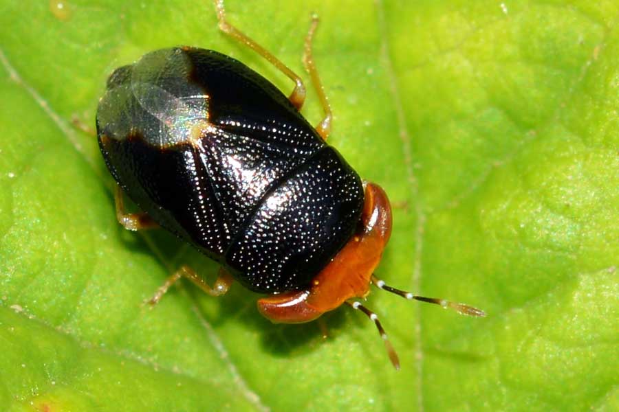 Da identificare - Geocoris erythrocephalus (Lygaeidae)