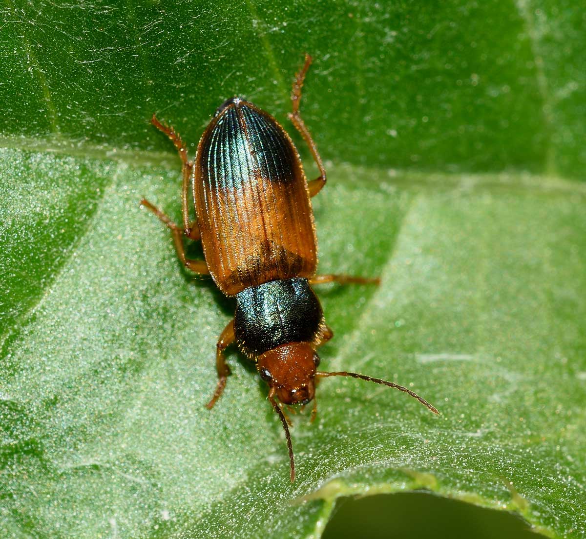 Diachromus germanus, Carabidae