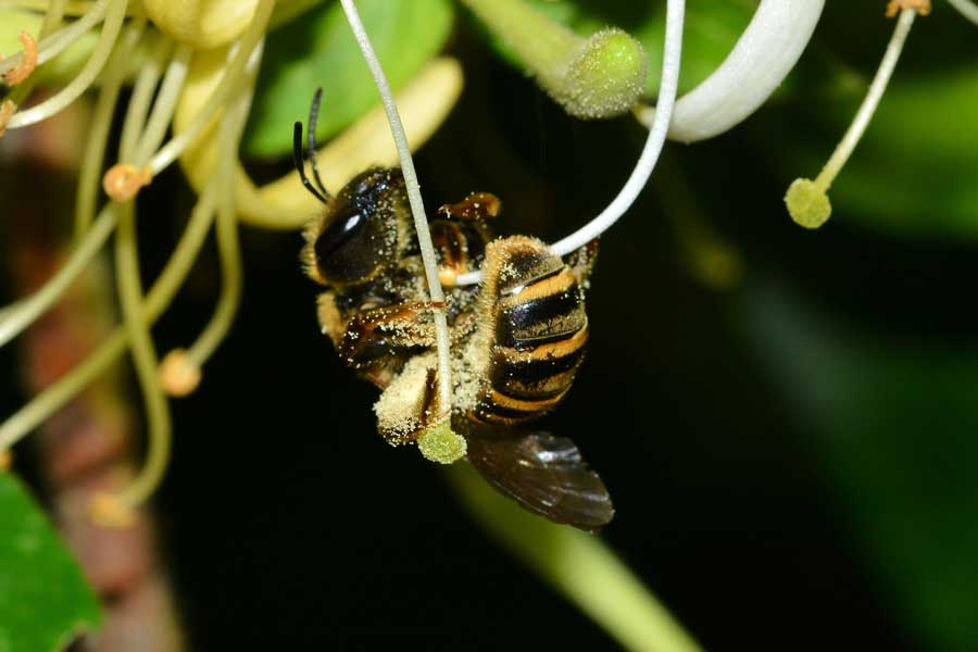 Femmina di Halictus sp.