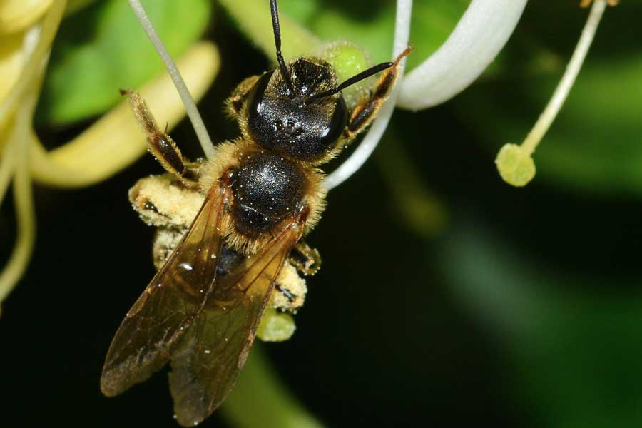 Femmina di Halictus sp.