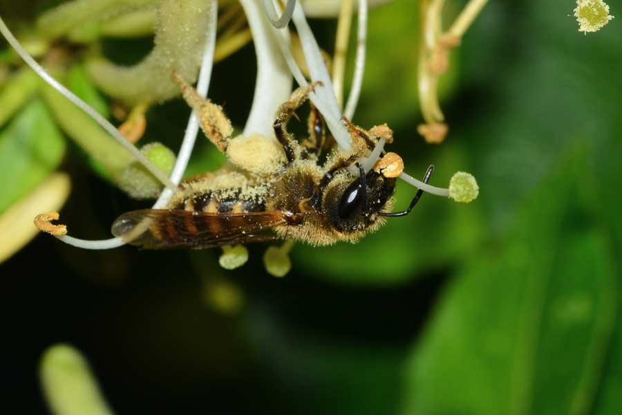 Femmina di Halictus sp.