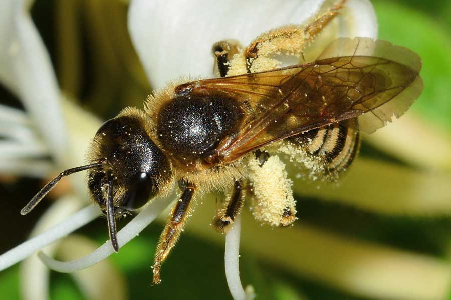 Femmina di Halictus sp.