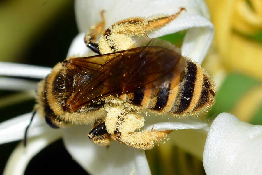 Femmina di Halictus sp.