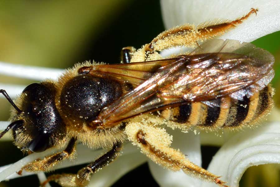 Femmina di Halictus sp.