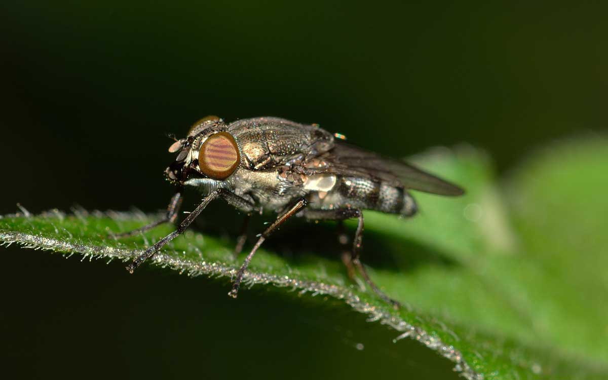 Femmina di Stomorinha lunata (Calliphoridae)