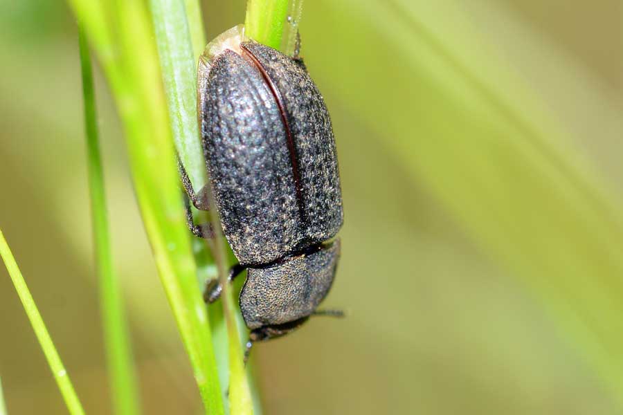 Gonocephalum sp. (Tenebrionidae, Opatrinae)