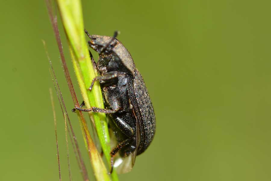 Gonocephalum sp. (Tenebrionidae, Opatrinae)