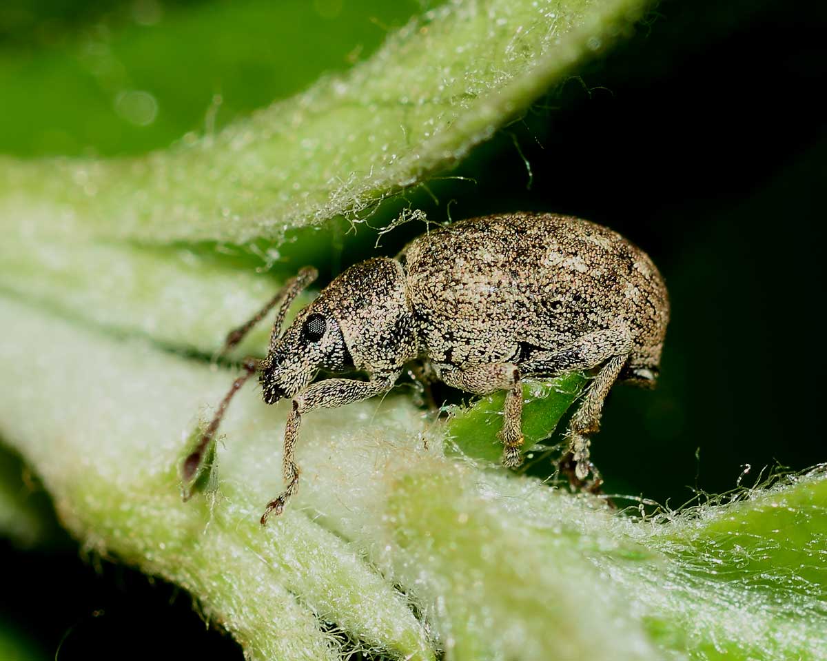 Curculionidae: Lepretius noxius